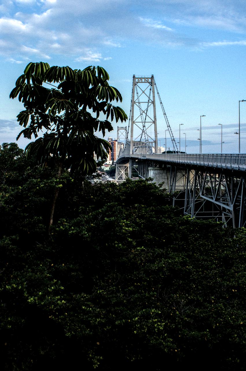 Ponte Pênsil ao fundo, árvores em primeiro plano.