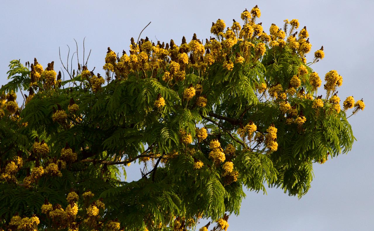 Sibipiruna em 22 de setembro de 2021, Equinócio de Primavera