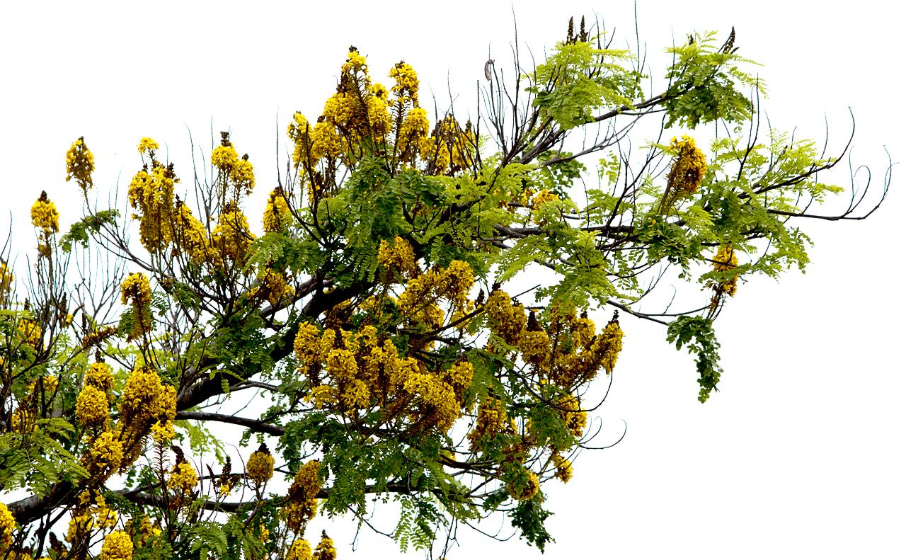 Ramos de sibipiruna com flores amarelas