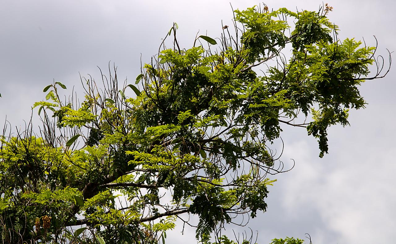 Ramos de sibipiruna com vagens verdes