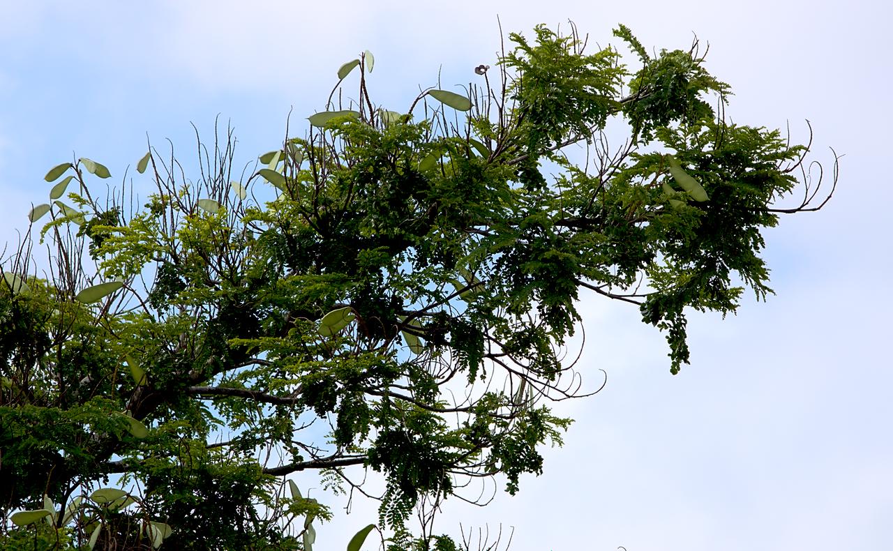 Ramos de sibipiruna com vagens verdes