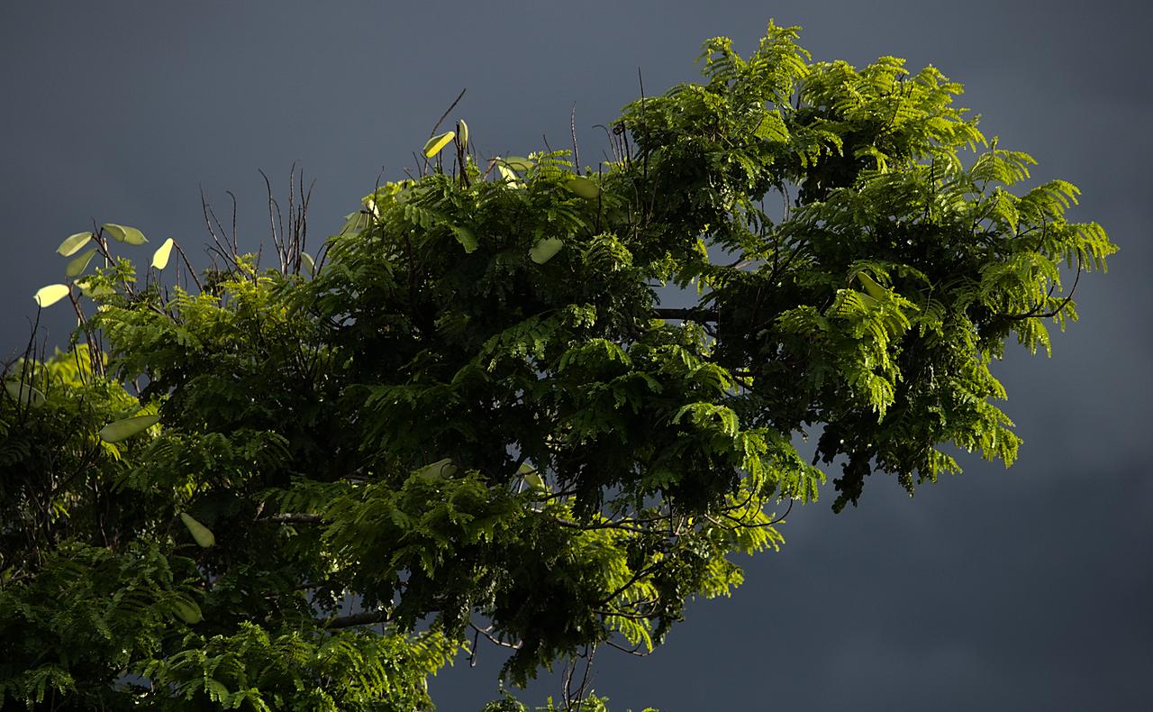 Ramos de sibipiruna com vagens verdes e folhas fartas