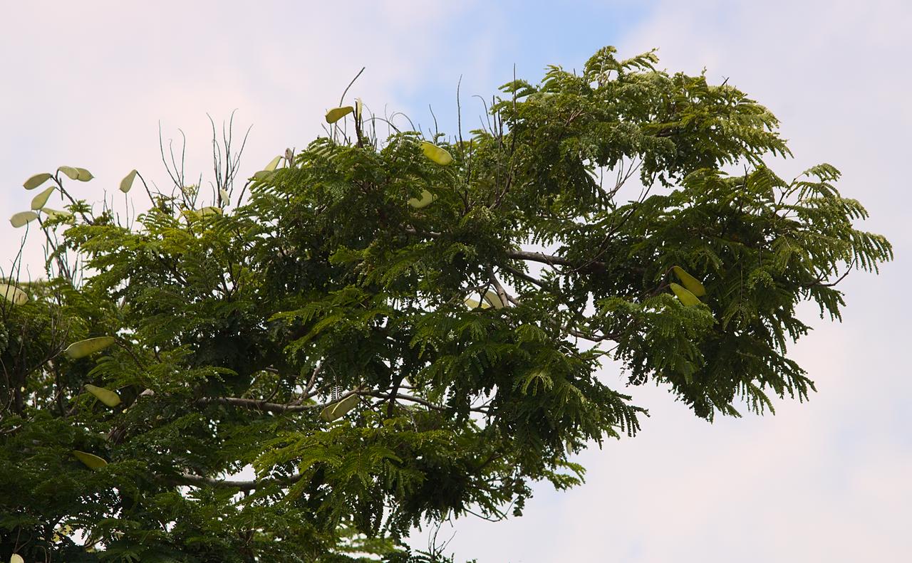 Ramos de sibipiruna com vagens verdes e folhas fartas