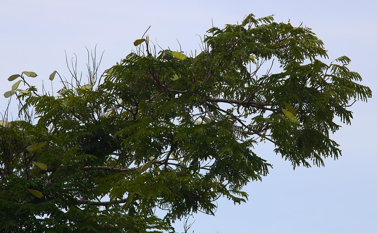 Ramos de sibipiruna com vagens verdes e folhas molhadas