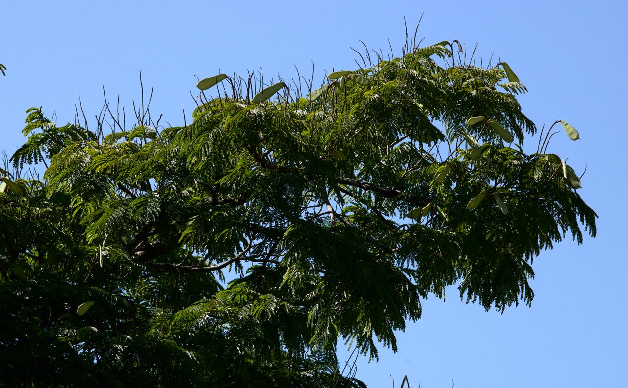 Ramos de sibipiruna com vagens verdes e folhas iluminadas pelo Sol matinal