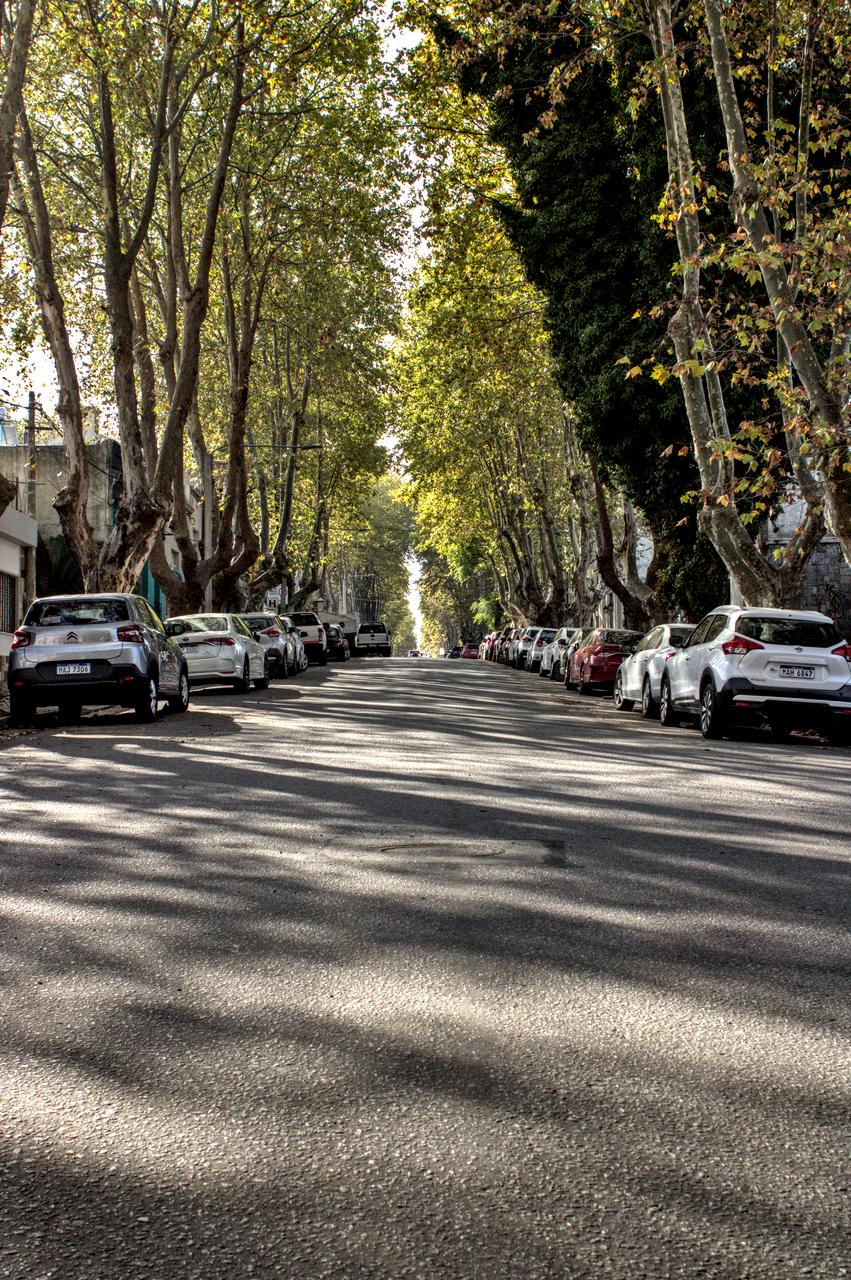 Rua com carros estacionados coberta pela copa das árvores.