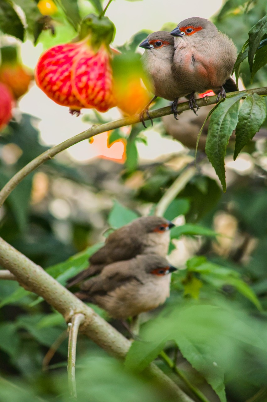 Dois pássaros se reúnem sobre galho; ao fundo, desfocado, mais um par.
