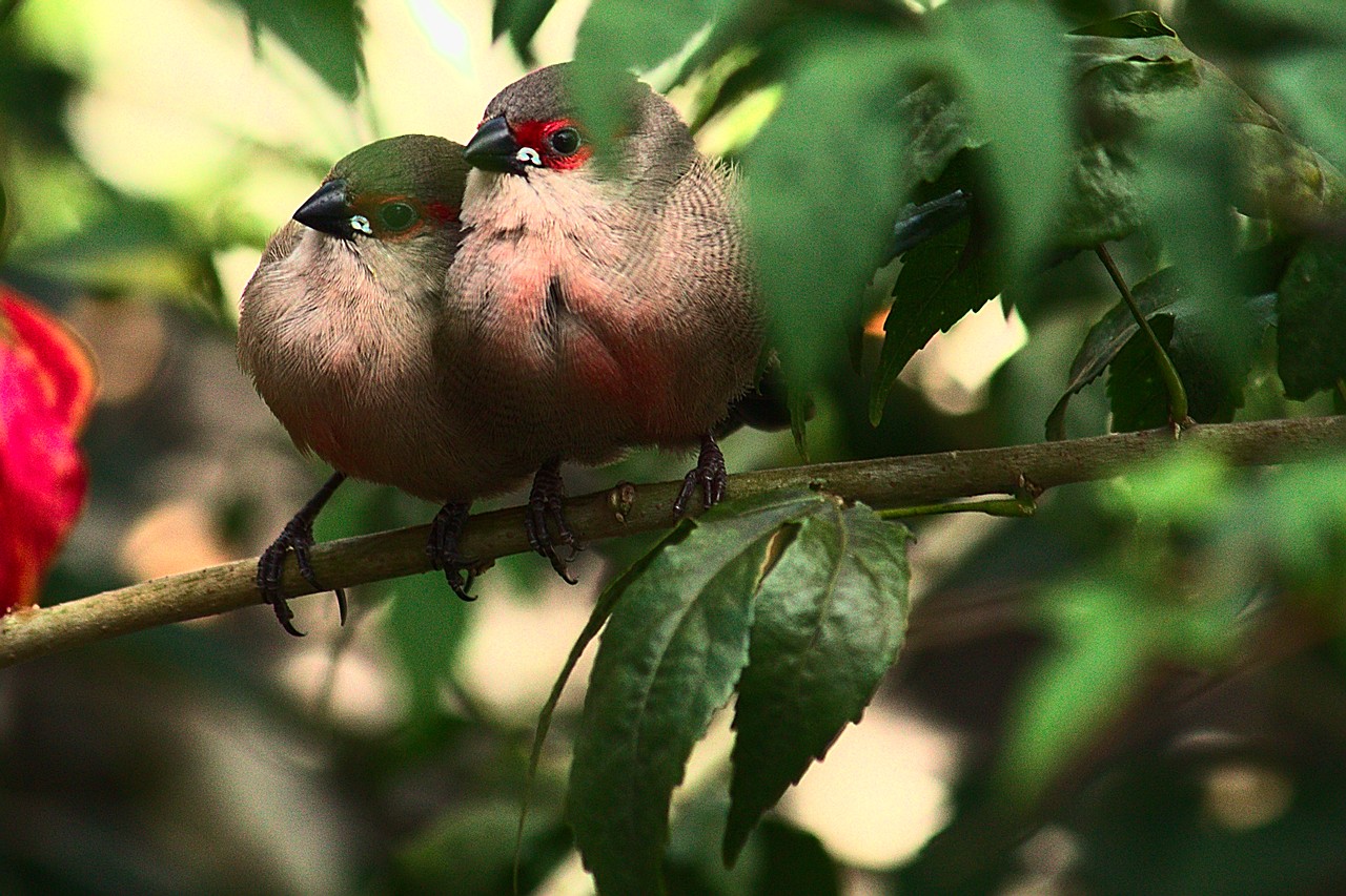 Dois pássaros sobre galho: um apoia a cabeça sobre o ombro do outro.