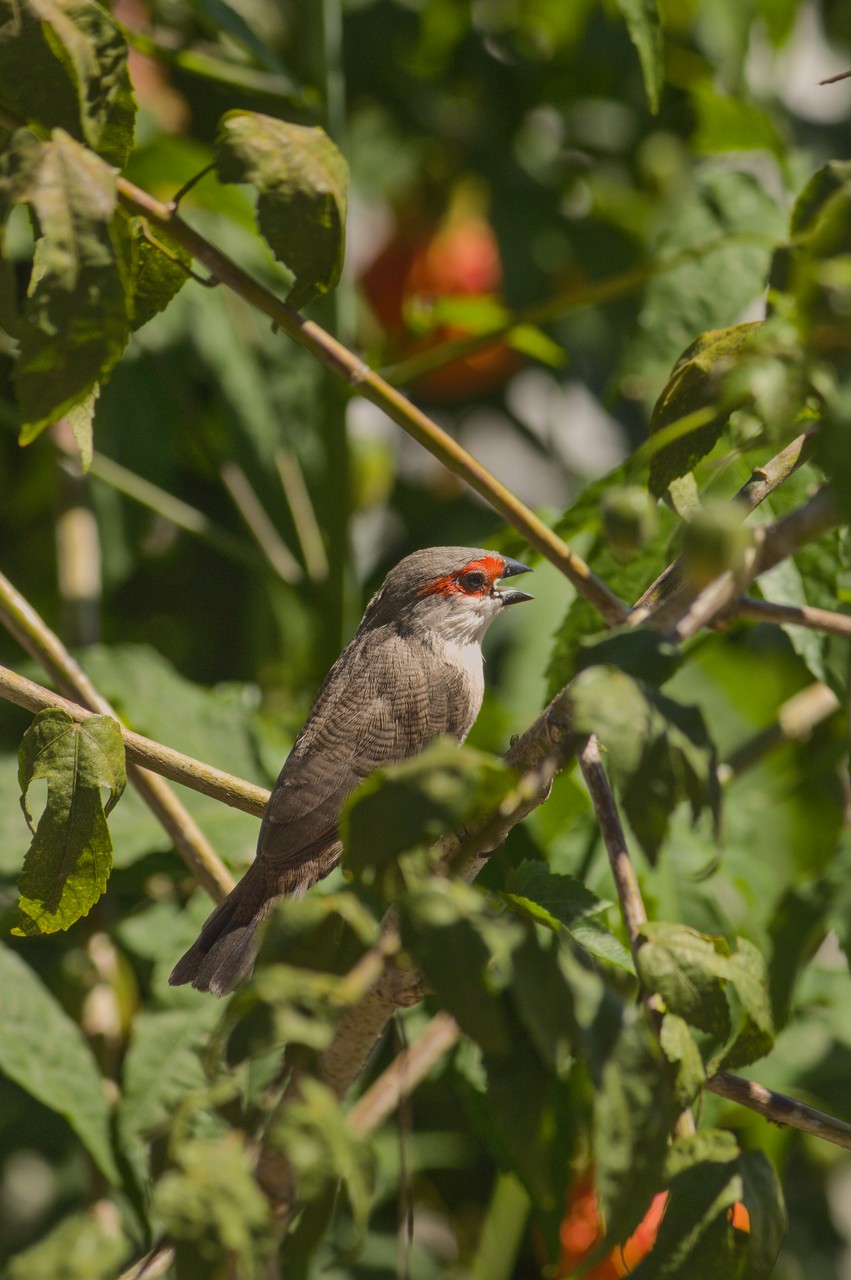 Pássaro canta solitário entre galhos.