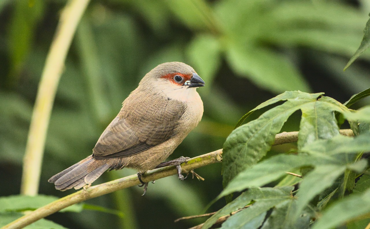 Pássaro sozinho repousa sobre galho.