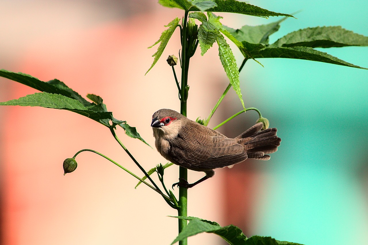 Pássaro se equilibra em galho vertical e encara a câmera.