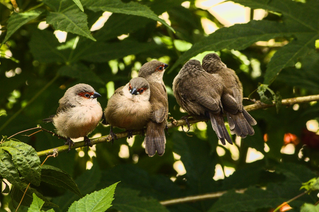 Cinco pássaros sobre galho.