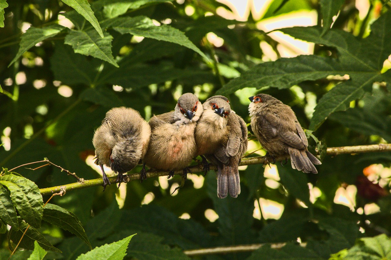 Cinco pássaros se amontoam sobre galho.