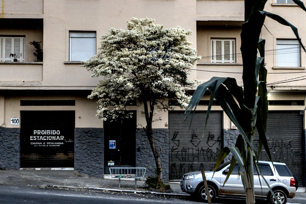 Ipê branco carregado de flores em frente a edifício amarelo.