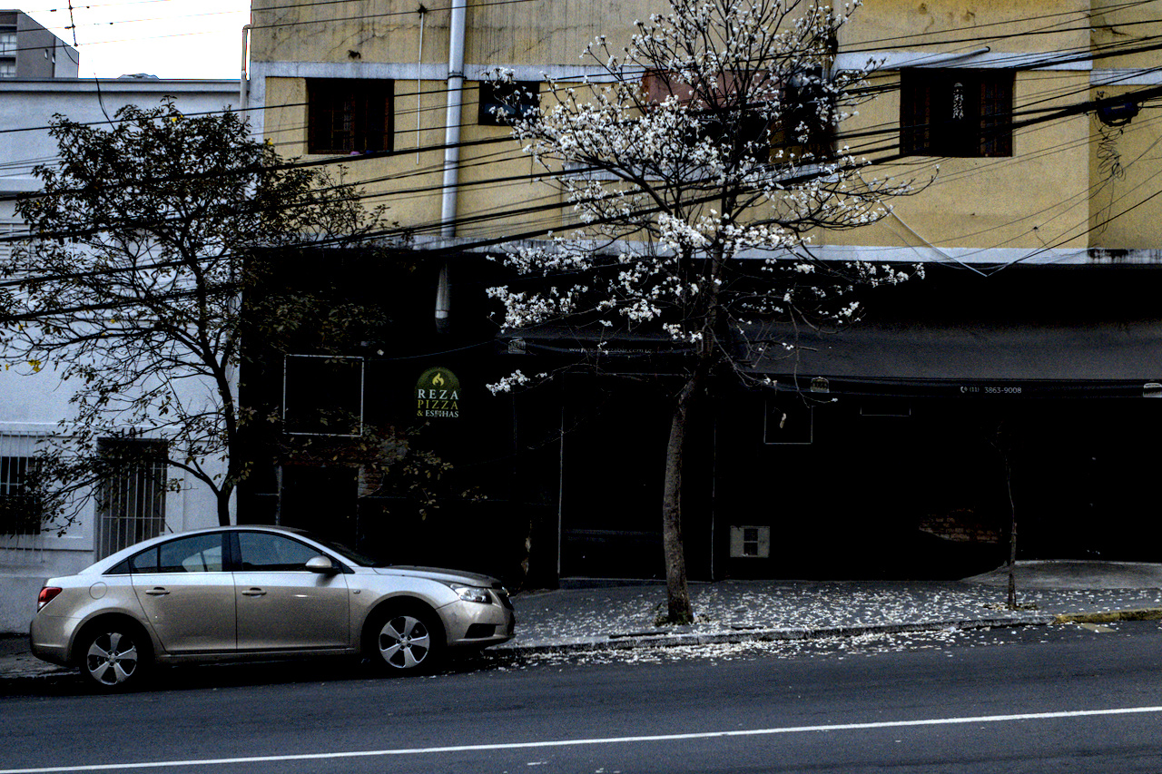 Rua com flores de ipê branco caídas o chão as lado de carro estacionado.
